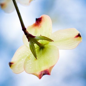 Tablou pe sticla Dogwood Flower